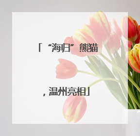“海归”熊猫，温州亮相