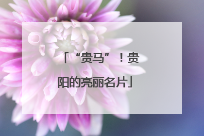 “贵马”！贵阳的亮丽名片