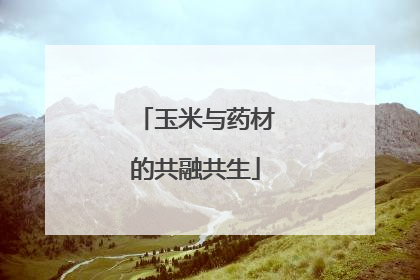 玉米与药材的共融共生