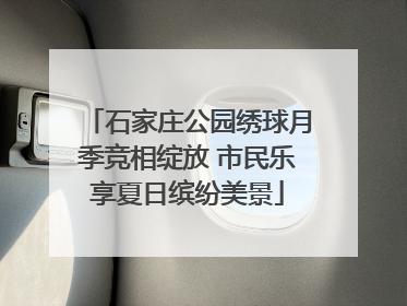 石家庄公园绣球月季竞相绽放 市民乐享夏日缤纷美景