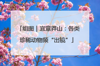 组图｜宜章莽山：各类珍稀动物频“出镜”