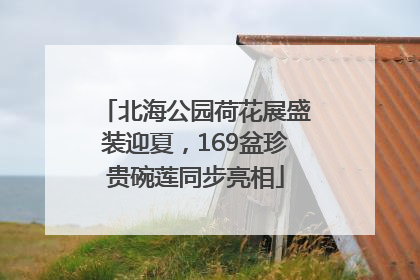 北海公园荷花展盛装迎夏，169盆珍贵碗莲同步亮相
