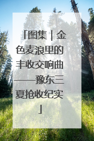 图集｜金色麦浪里的丰收交响曲——豫东三夏抢收纪实