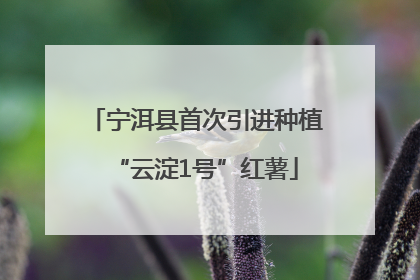 宁洱县首次引进种植“云淀1号”红薯