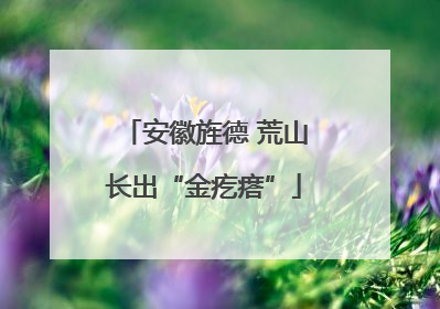 安徽旌德 荒山长出“金疙瘩”