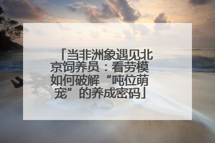 当非洲象遇见北京饲养员：看劳模如何破解“吨位萌宠”的养成密码