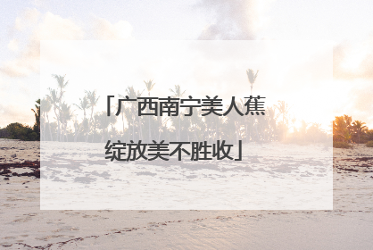 广西南宁美人蕉绽放美不胜收