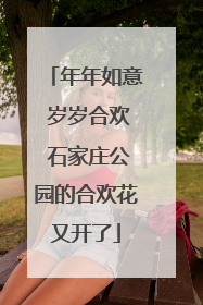 年年如意 岁岁合欢 石家庄公园的合欢花又开了