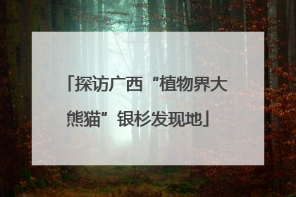 探访广西“植物界大熊猫”银杉发现地