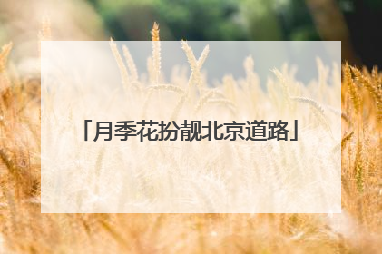 月季花扮靓北京道路