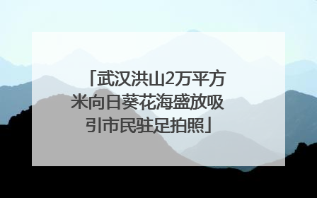 武汉洪山2万平方米向日葵花海盛放吸引市民驻足拍照