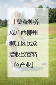 桑蚕种养成广西柳州柳江区民众增收致富特色产业