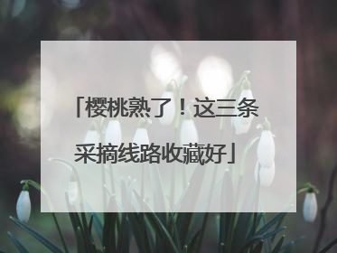 樱桃熟了！这三条采摘线路收藏好