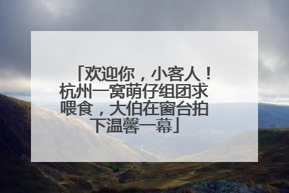欢迎你，小客人！杭州一窝萌仔组团求喂食，大伯在窗台拍下温馨一幕