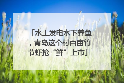 水上发电水下养鱼，青岛这个村百亩竹节虾抢“鲜”上市