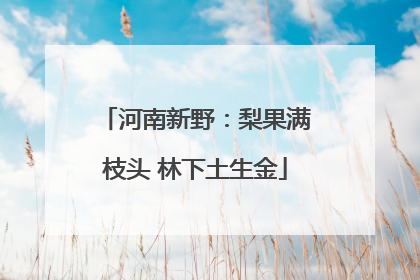 河南新野：梨果满枝头 林下土生金