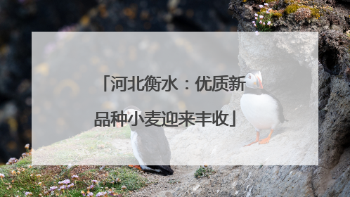 河北衡水：优质新品种小麦迎来丰收