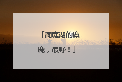 洞庭湖的麋鹿，最野！