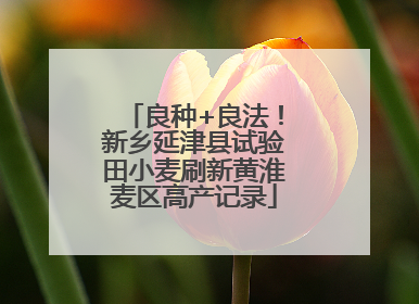 良种+良法！新乡延津县试验田小麦刷新黄淮麦区高产记录