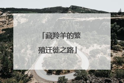 藏羚羊的繁殖迁徙之路