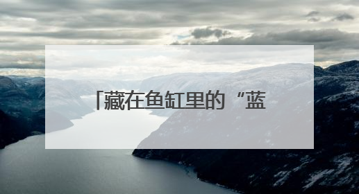 藏在鱼缸里的“蓝海”：拼多多“千亿扶持”加速激活西部水族大市场