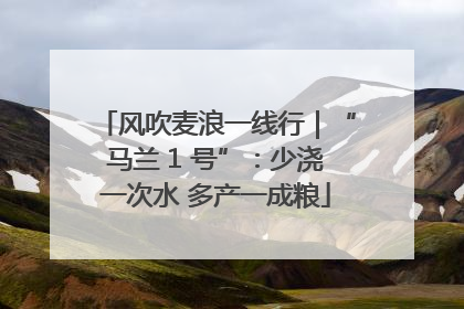 风吹麦浪一线行｜“马兰 1 号”：少浇一次水 多产一成粮