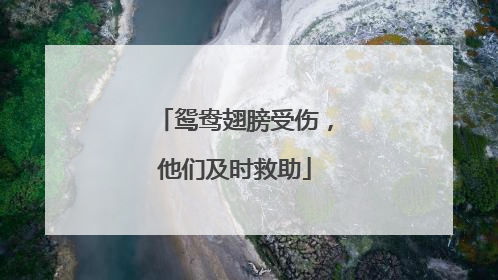 鸳鸯翅膀受伤，他们及时救助